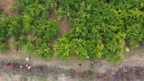 Aerial Drone View of Workers in a Field Harvesting Crop