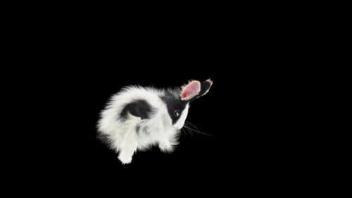 Black and White Rabbit Hopping with Alpha Channel