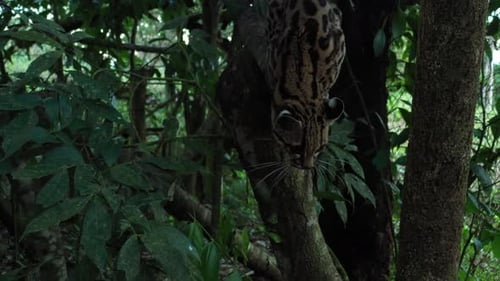 Margay Leopardus wiedii sitting on a branch in the late afternoon and slowly waking up to go hunting