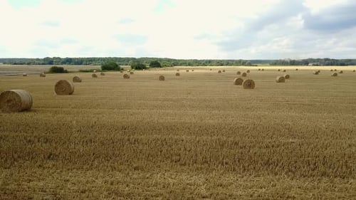 Field With Straw Bales