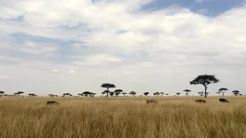 Wildebeest Running Through Grass In Line