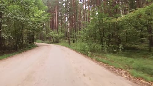 Car Rides on Paved Road Through the Forest