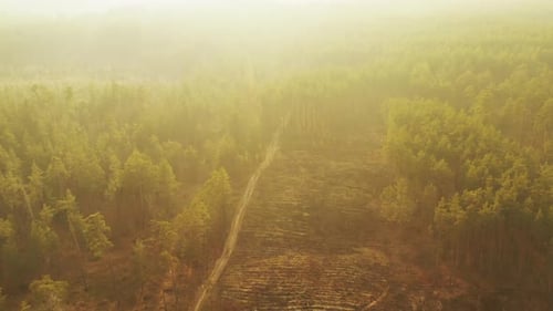 Luftaufnahme Grüner Kiefernwald, Entwaldungsgebiet, Landschaft