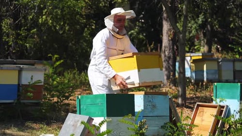 Beekeeper is working with bees and beehives on the apiary. Frames of a bee hive