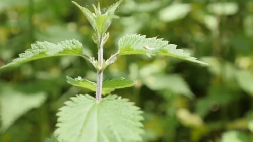 Feuilles d'ortie commune sauvage verte, arrière-plan naturel, inclinaison lente, 4K, 2160p, 30 images par seconde, images par seconde, images par seconde