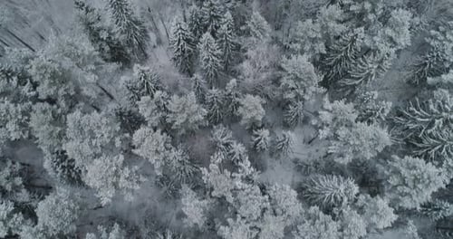 Winter Landscape with Forest