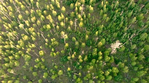 Aerial Drone Flying Over Forest Fire. Recovery of Environment After Disaster