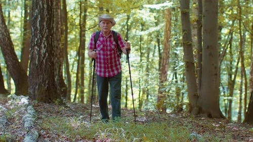Senior Old Caucasian Tourist Hiker Grandfather Training Nordic Walking with Trekking Poles in Forest