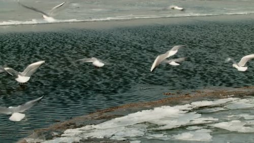 Seagulls 1