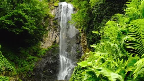 Wasserfall im Regenwald Weiches Licht auf den Baumfarnen