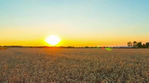 Field of ripe wheat and sunset