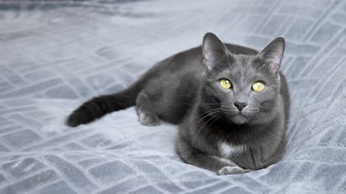Gray Cat Resting on a Cozy Blanket