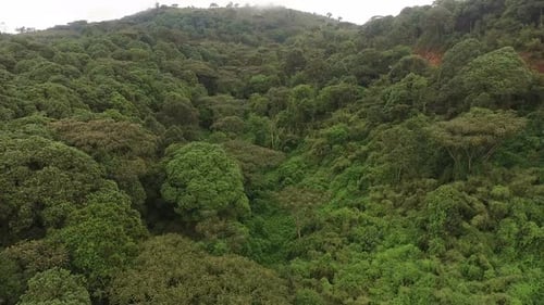 Aerial view of a big forest