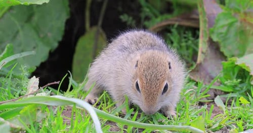 Bergkaukasisches Grundeichhörnchen oder Elbrus Erdhörnchen Spermophilus Musicus