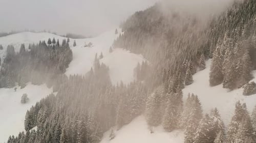 Flying through clouds over snow covered pine forest in the mountains