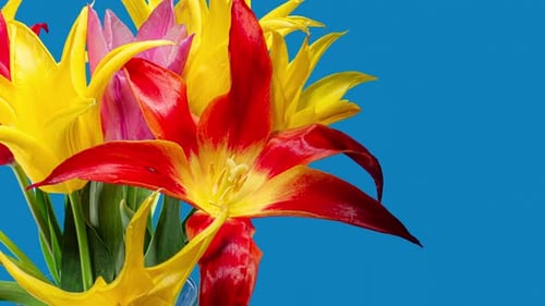 Colorful Tulips Bouquet Blossoming on a Blue Background