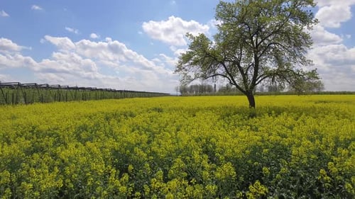 Yellow Canola Field with Single Tree on Sunny Day