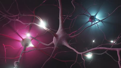 3D Brain Neurons with Synaptic Impulses Animation