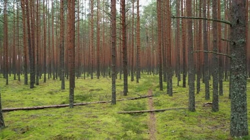 Flying in the Summer Pine Forest Between Trees Growing in a Row.
