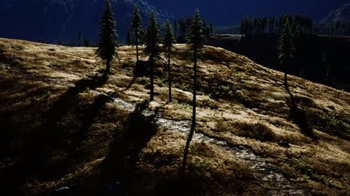 Trees on Meadow Between Hillsides with Conifer Forest