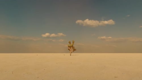 Desert and Cactus Tree