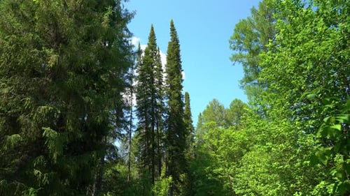 Forest on a sunny day