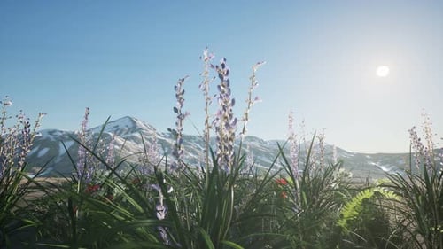 Lavender Field with Blue Sky and Mountain Cover with Snow