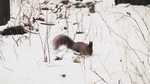 Squirrel Foraging for Food in Winter Snow