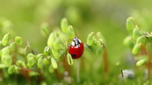 Closeup Wildlife of a Ladybug in the Green Grass in the Forest