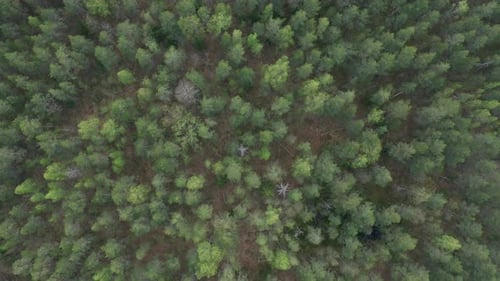 Flight above Summer Pine Forest.