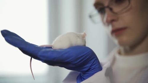 Scientist Holds White Laboratory Mouse in Gloved Hand
