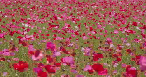 Pink poppy flower field garden