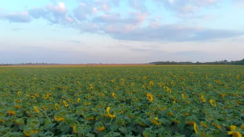 Drohne bewegt sich bei Sonnenuntergang über ein Sonnenblumenfeld