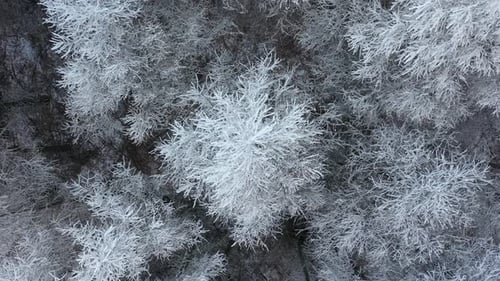 Weißer Baum