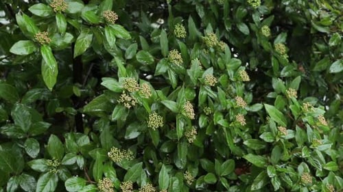 Beautiful Wet Green Plant Leaves Close Up