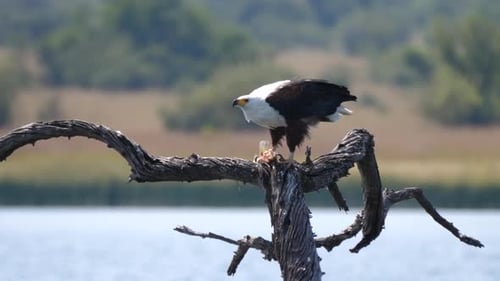 African fish eagle eats a fish