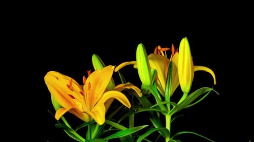 Yellow Lily Flowers Blooming Time Lapse on Black