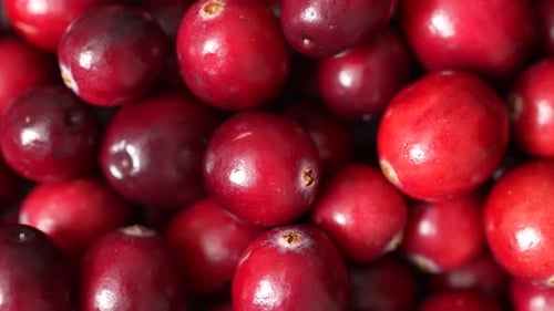Macro Close-up of Fresh, Red Cranberries