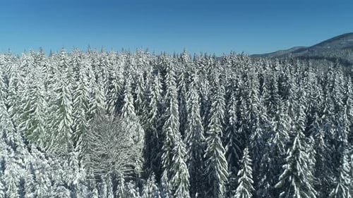Flying Over Frozen Snowy Pine Trees in the Winter Mountains Snowy Peaks Sunny Winter Morning