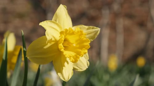 Garden flower Narcissus bulb petals 4K 2160p 30fps UltraHD footage - First spring plant Pseudonarc
