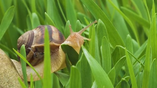 Schnecke kriecht entlang grünem Gras