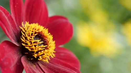 Flor de dalia de color rojo intenso en el jardín Imágenes poco profundas DOF 4K 2160p UltraHD - Dahlia Bishop of