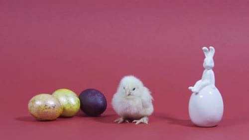 Fluffy Chick with Easter Eggs and Rabbit on Red