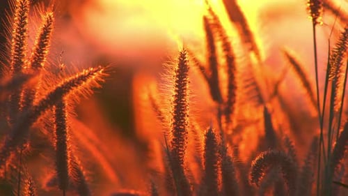 Wild Grass Swaying in Golden Sunset Light
