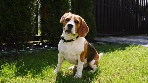Dog Beagle Run at Grass Outdoors are Running Towards the Camera in a Green Park
