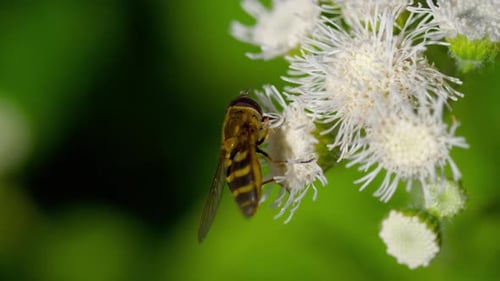 Bee on White Flower in a Natural Habitat