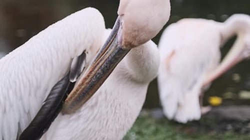 Pink pelican pruning feathers in st james park London