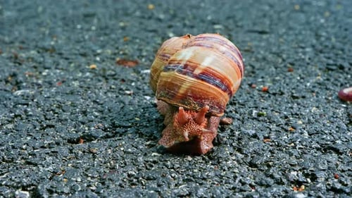Snail (4K)