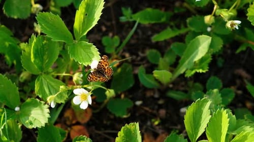 Schwarzer und orangefarbener Schmetterling fliegt nach dem Füttern auf weißer Blume