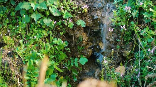 Spring Brook